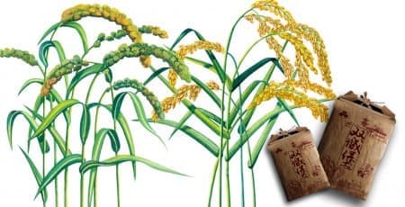 连云港品牌设计|群诺品牌咨询与设计